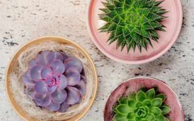 3 tips om jouw ROOTLESS vetplant mooi te houden