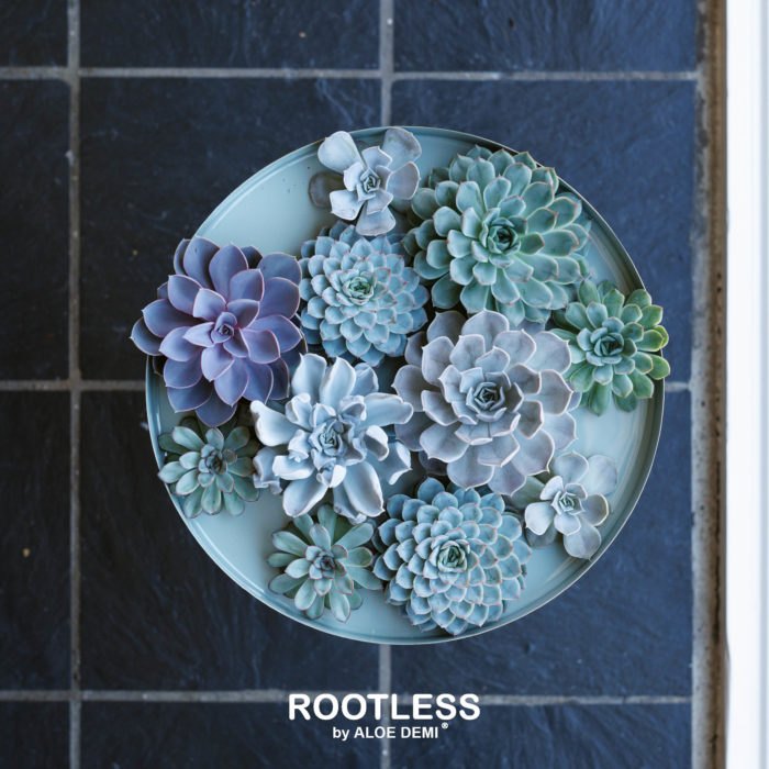 ROOTLESS vetplant los - Afbeelding 3