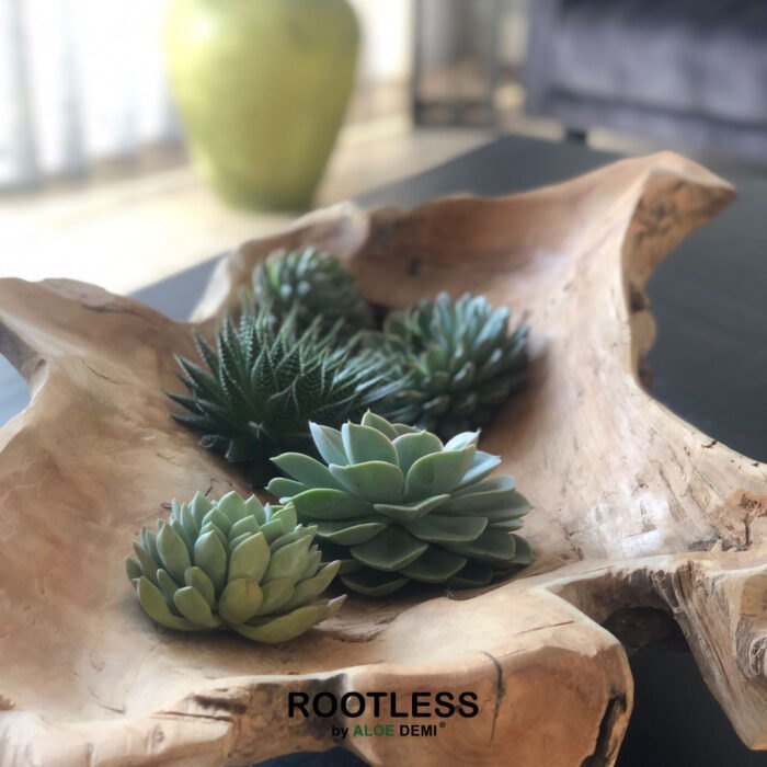 ROOTLESS vetplant los - Afbeelding 6