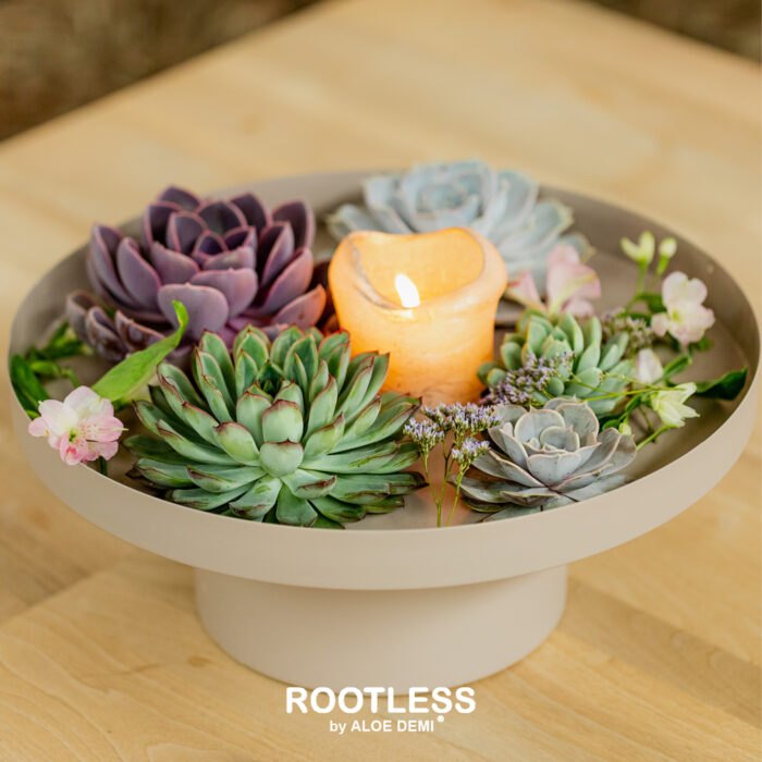 ROOTLESS vetplant los - Afbeelding 5