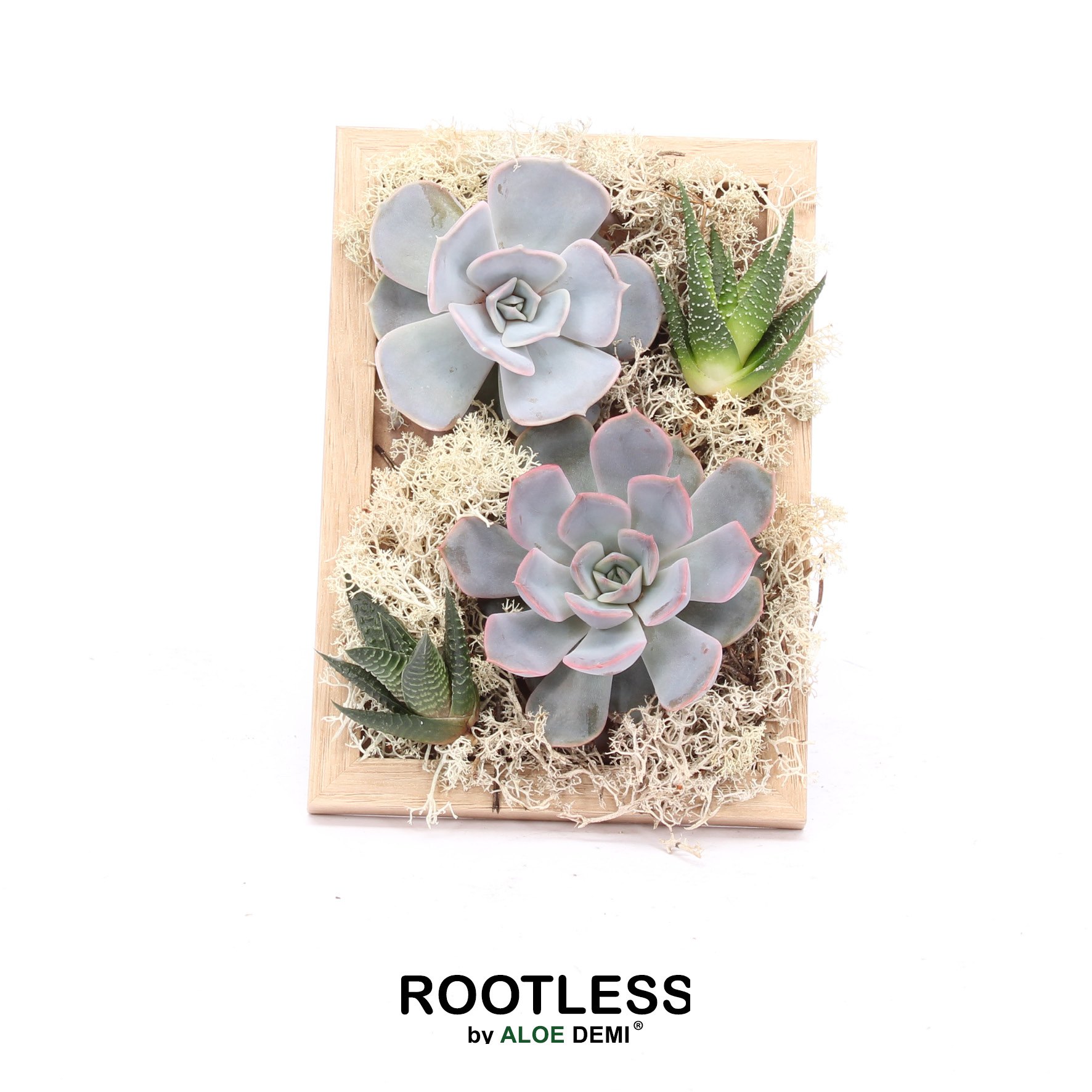 Fotolijst met ROOTLESS - Afbeelding 2